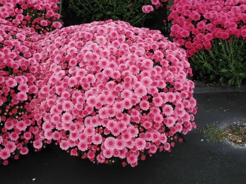 top Types of Chrysanthemum 