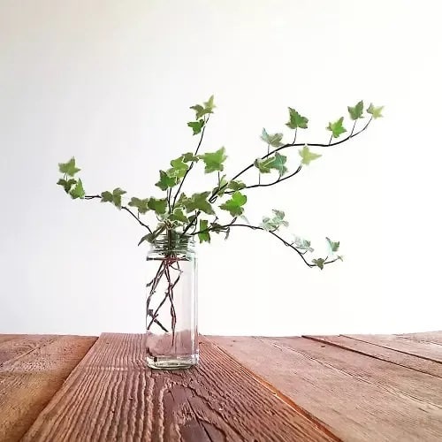 Plants in a Jar 22