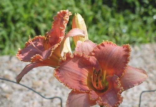 Best Types of Daylilies