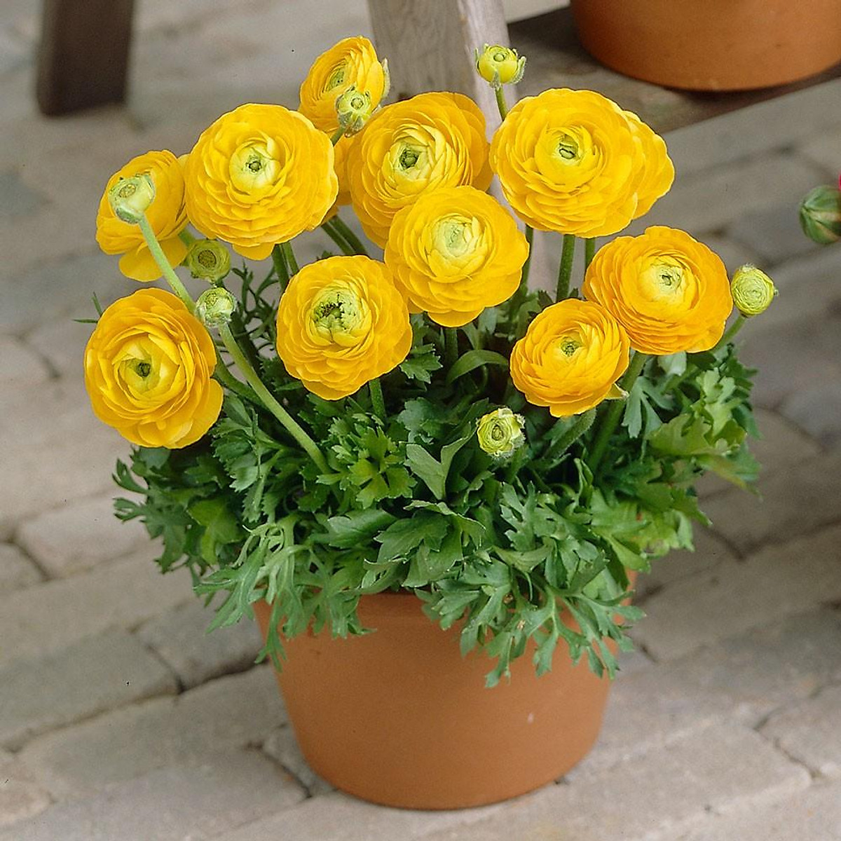  Plants Common to Europe 
