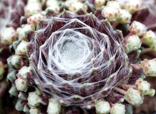 best Types of Sempervivum Hens and Chicks