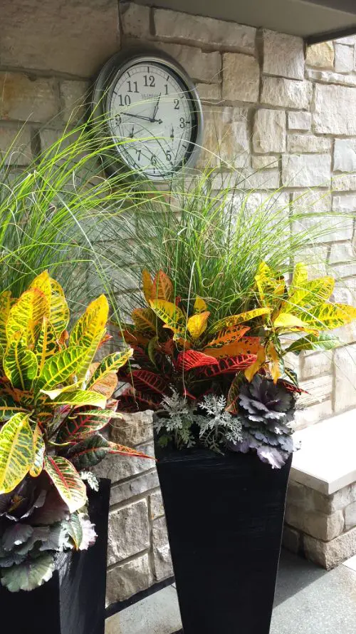 Landscaping with Croton Pictures 17