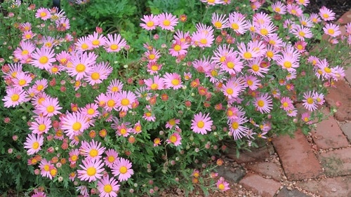 best Beautiful Chrysanthemum Types 