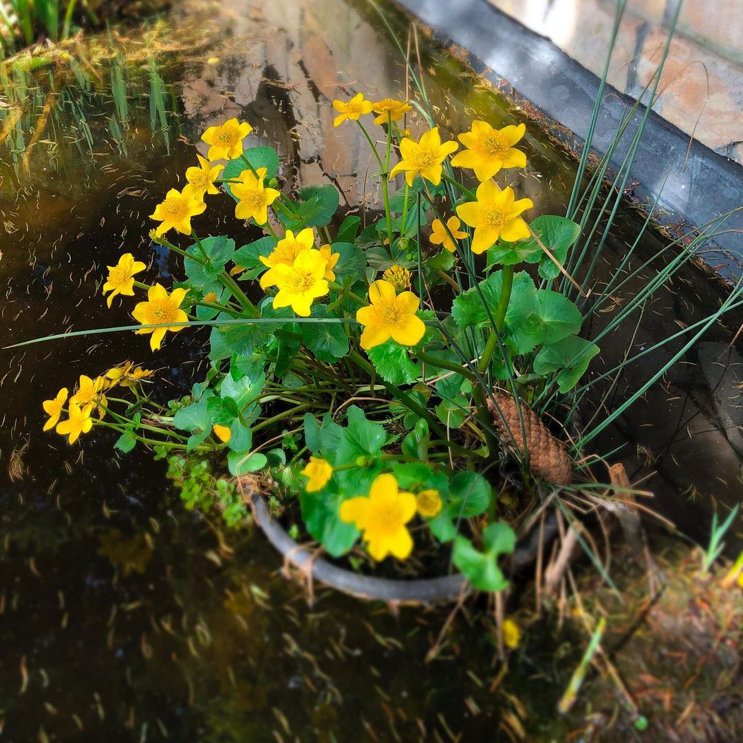 best Plants Common to Europe