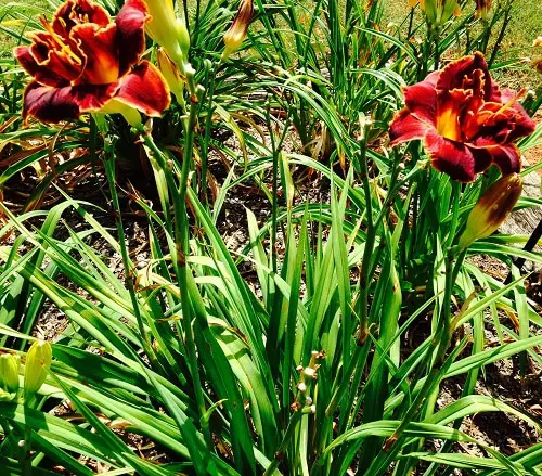 The Best Types of Daylilies in yard