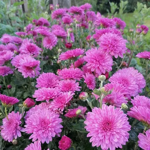 Beautiful Chrysanthemum Types  in garden