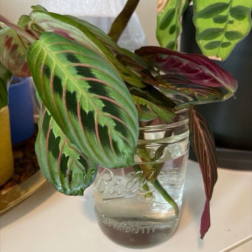 Plants in a Jar 23