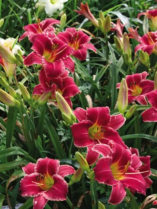 Top Day Lily Types
