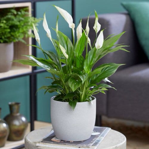 Indoor Plants with Patterns and Variegation