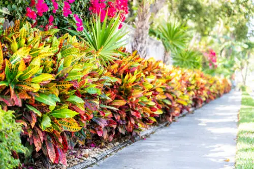 Landscaping with Croton Pictures 1