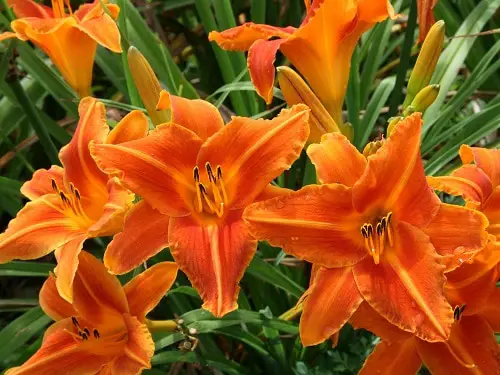 top Best Daylily Varieties