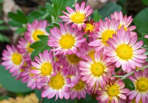 Gorgeous Chrysanthemum Varieties 