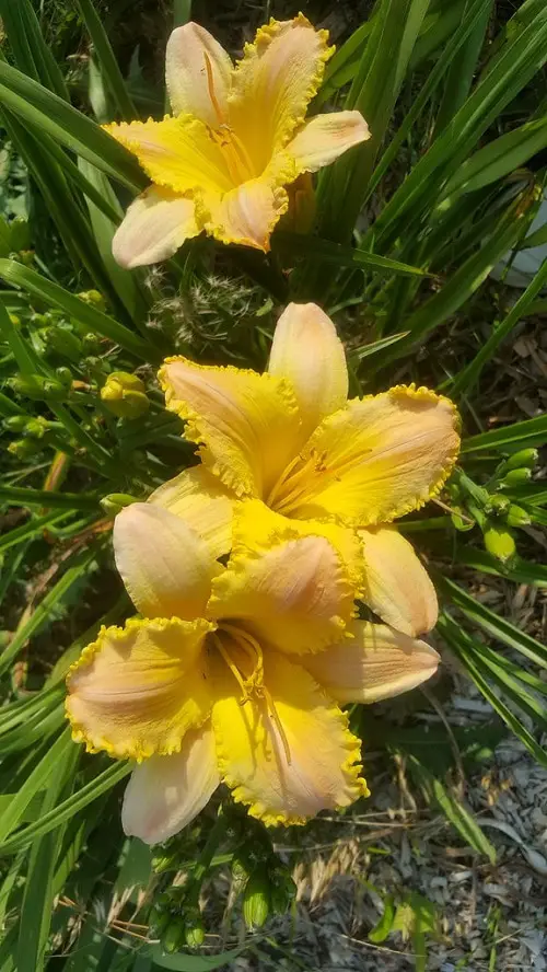 Top Day Lily Types