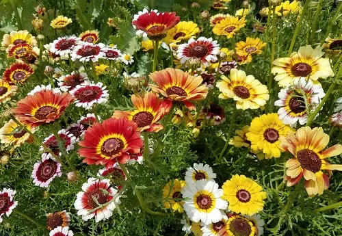 best Gorgeous Chrysanthemum Varieties 