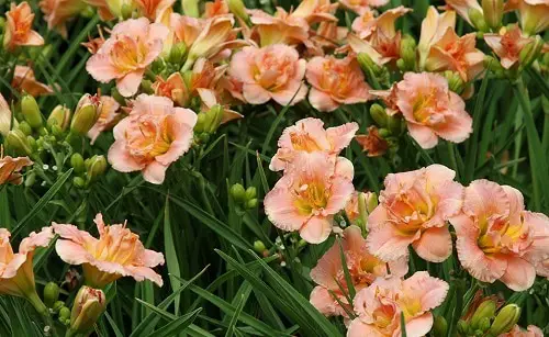 Best Daylily Varieties