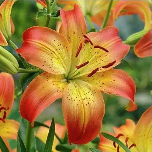  Best Daylily Varieties in garden