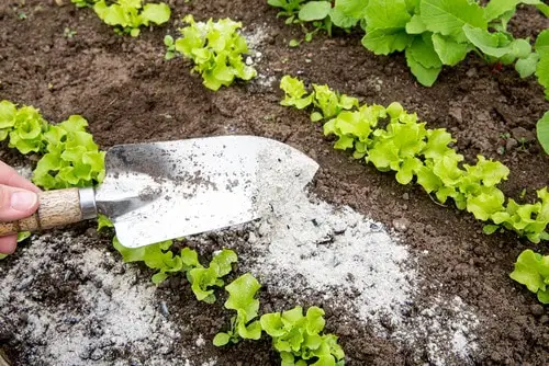 Cheats for Garden 11