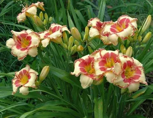 Best Daylily Varieties in garden