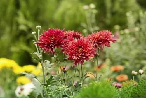 best Beautiful Chrysanthemum Varieties 