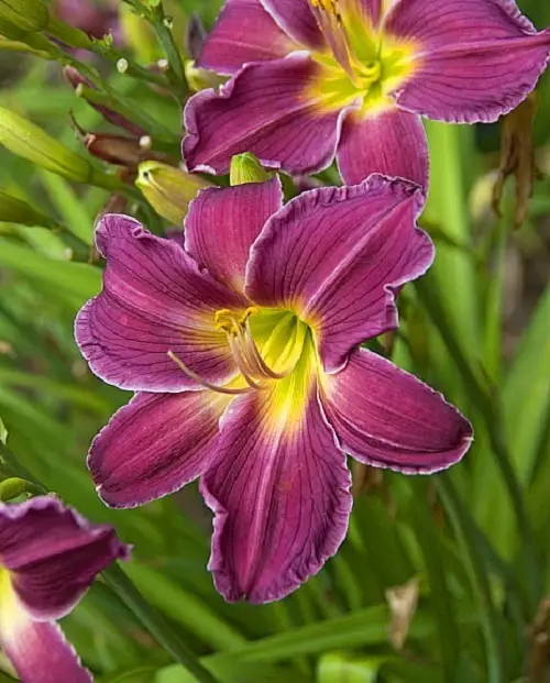 Best Daylily Varieties in garden yard