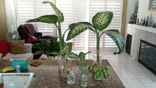 Indoor Plants That Are Vase-Friendly4