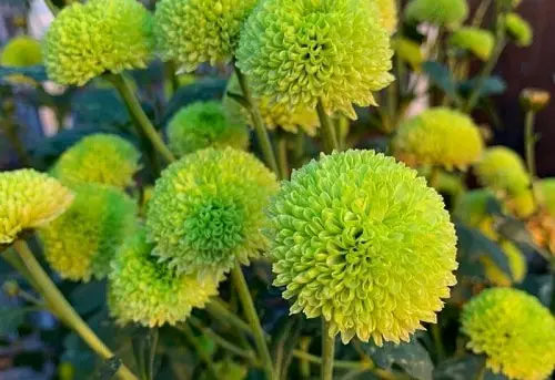 Beautiful Chrysanthemum Varieties 