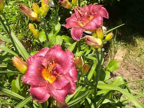 Best Daylily Varieties 13