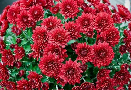 lovely Beautiful Chrysanthemum Varieties 