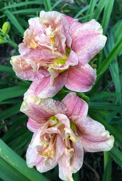 Daylily Varieties