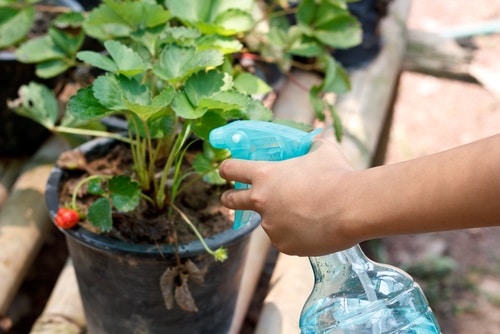 Cheats for Garden 15