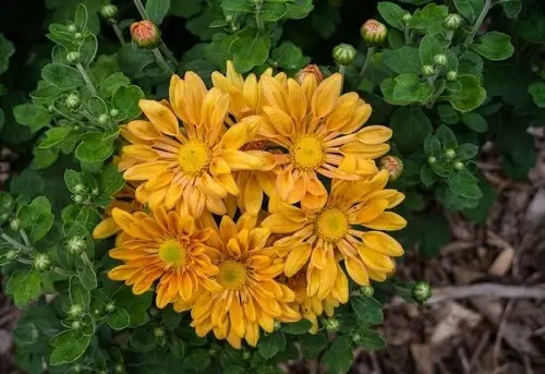Enchanting Chrysanthemum Types 