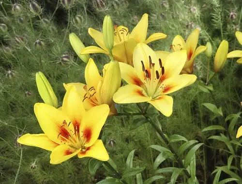 Best Daylily Varieties in backyard