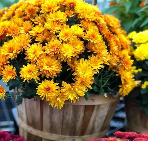 Wonderful Chrysanthemum Types 