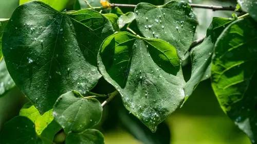 Cheats for Garden 16