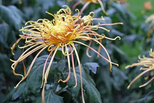 top Wonderful Chrysanthemum Types 