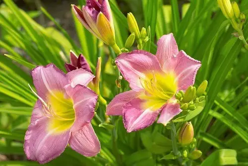 Best Daylily type