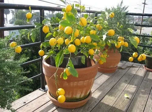 Balcony Homesteading Ideas 2