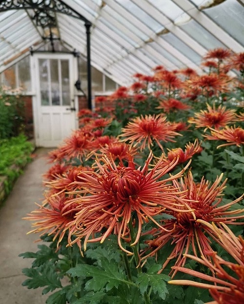 Types of Chrysanthemum indoor