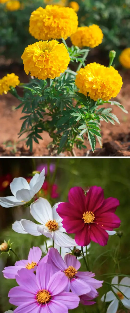 october Birth Month Flowers with Meanings