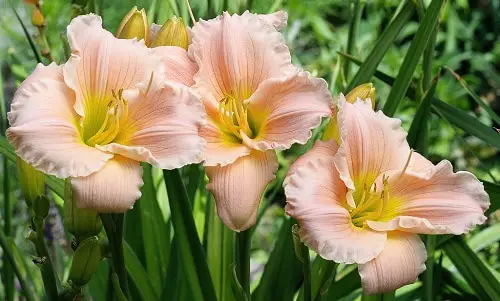 beautiful Daylily type