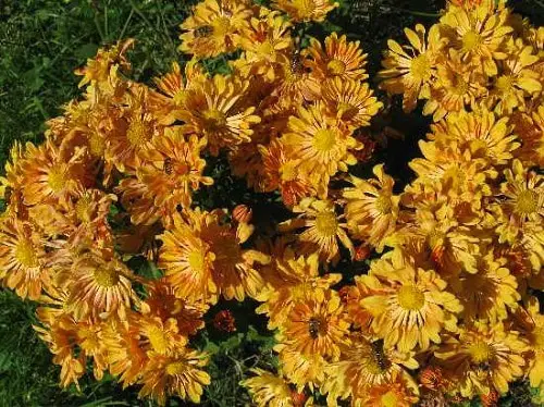 Chrysanthemum Types 