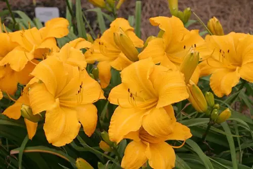 Top Best Daylily Varieties