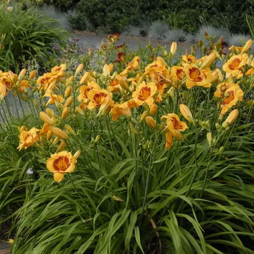 beautiful Daylily Varieties 