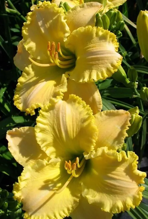 Best Daylily Varieties 17