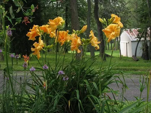 Amazing Daylily Varieties