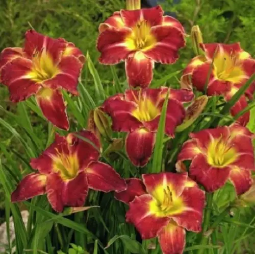 Best Daylily Varieties in garden