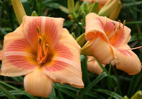 Daylily Varieties  in backyard
