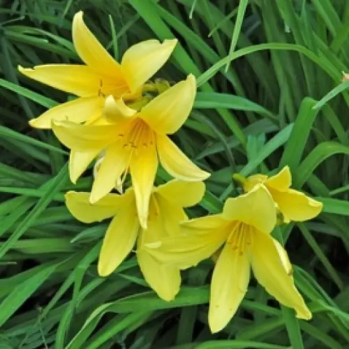 top Best Daylily Varieties 