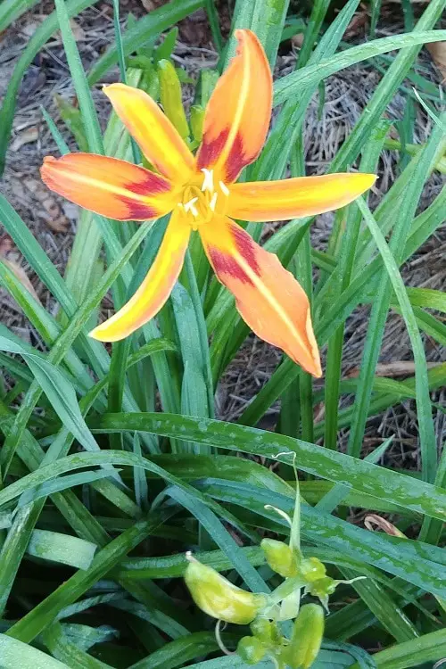 Best Daylily Varieties 