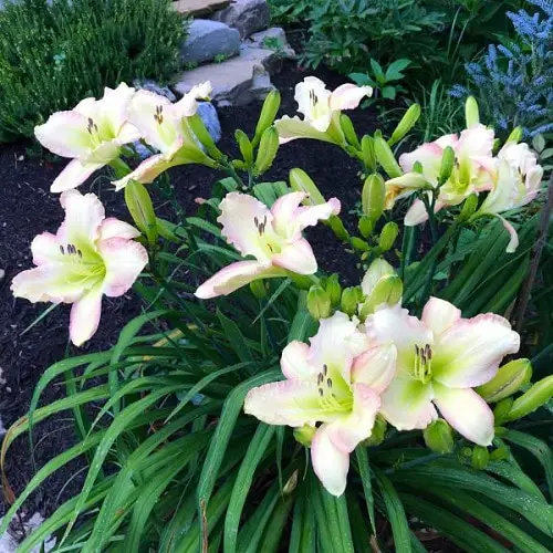 beautiful Daylily Varieties 